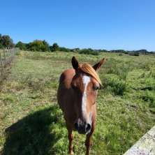 Very nice farm located on national route and a few km from the Rocha lagoon