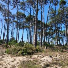 High lot for sale located in a nice quiet pine trees area called Anaconda
